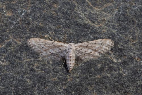 Idaea longaria